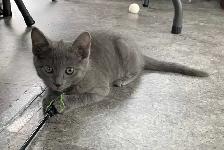 Kittens for Sale / Rehoming - Photo 4