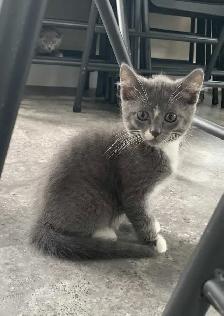 Kittens for Sale / Rehoming - Photo 5