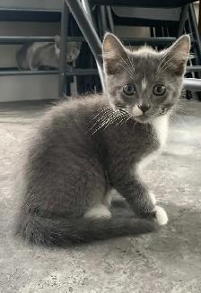 Kittens for Sale / Rehoming - Photo 6
