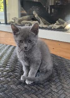 Kittens for Sale / Rehoming - Photo 7