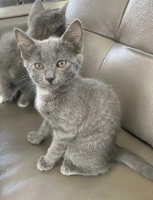 Kittens for Sale / Rehoming - Photo 8