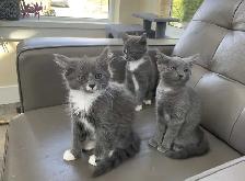 Kittens for Sale / Rehoming - Photo 9