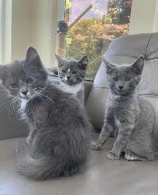 Kittens for Sale / Rehoming - Photo 10