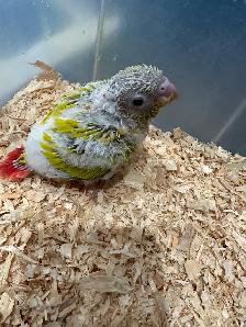 Baby sun cheek conure for sale