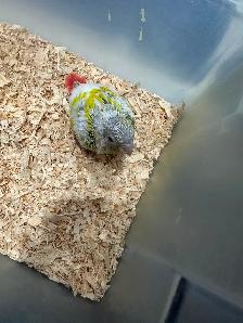 Baby sun cheek conure for sale - Photo 2