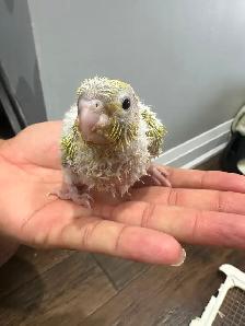 Baby sun cheek conure for sale - Photo 3