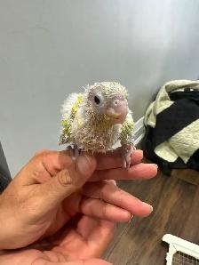 Baby sun cheek conure for sale - Photo 4