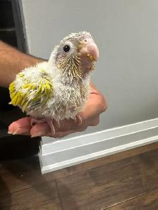 Baby sun cheek conure for sale - Photo 5