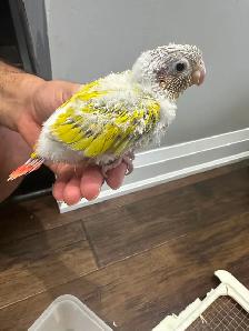 Baby sun cheek conure for sale - Photo 6