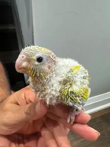 Baby sun cheek conure for sale - Photo 7