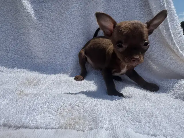 chihuahua puppies