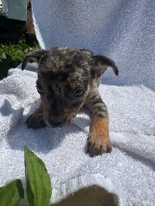 chihuahua puppies - Photo 2