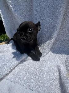 chihuahua puppies - Photo 3