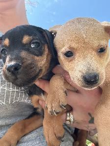 Min Pins