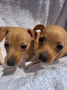 Min Pins - Photo 2