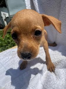Min Pins - Photo 3