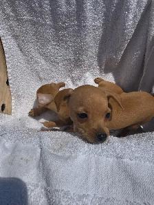 Min Pins - Photo 4