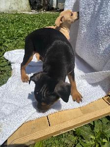Min Pins - Photo 5