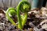 Fresh Picked Fiddleheads - Photo 3