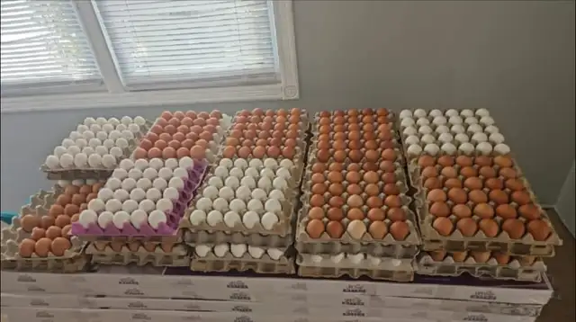 eggs for sale