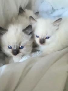 GORGEOUS BABY BICOLOR WHITEMITTED RAGDOLLS!! - Photo 8
