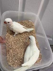 Indiana ringneck babies parrot (Cremino)