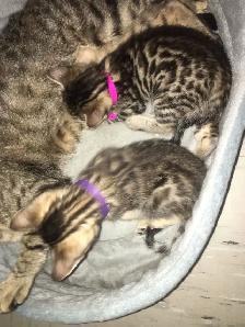 Adorable Bengal Kittens 2 go 2 their FURR-Ever home(s)! - Photo 4