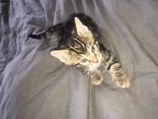 Adorable Bengal Kittens 2 go 2 their FURR-Ever home(s)! - Photo 5