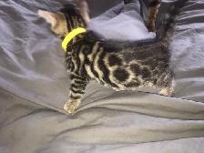 Adorable Bengal Kittens 2 go 2 their FURR-Ever home(s)! - Photo 6