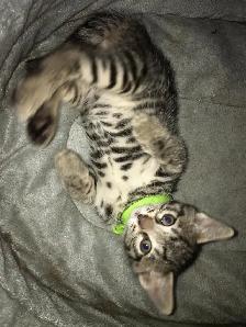 Adorable Bengal Kittens 2 go 2 their FURR-Ever home(s)! - Photo 7