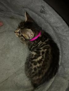 Adorable Bengal Kittens 2 go 2 their FURR-Ever home(s)! - Photo 8