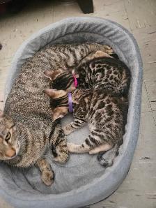 Adorable Bengal Kittens 2 go 2 their FURR-Ever home(s)! - Photo 9