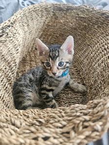 Adorable Bengal Kittens 2 go 2 their FURR-Ever home(s)! - Photo 10
