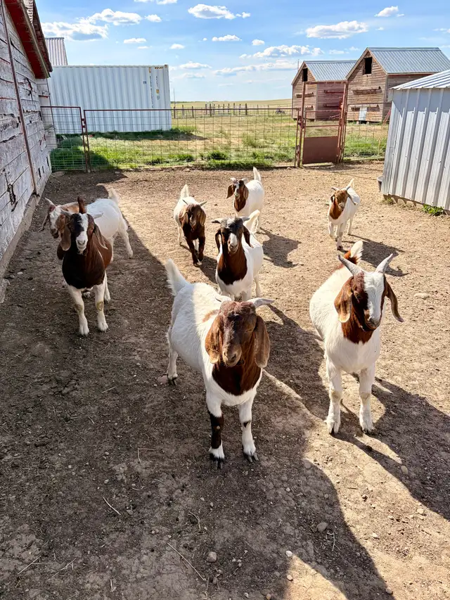 2026 Boer Goat Billies