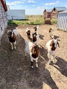 2026 Boer Goat Billies