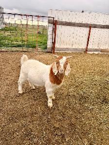 2026 Boer Goat Billies - Photo 2