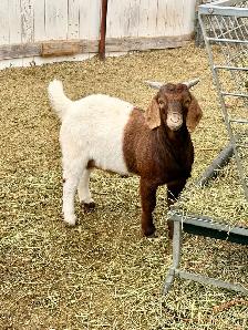 2026 Boer Goat Billies - Photo 3