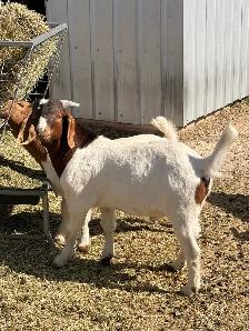 2026 Boer Goat Billies - Photo 4