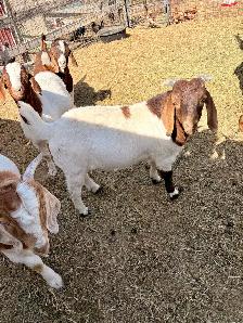 2026 Boer Goat Billies - Photo 5