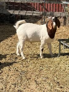 2026 Boer Goat Billies - Photo 6