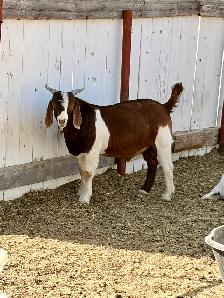 2026 Boer Goat Billies - Photo 7