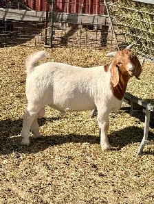 2026 Boer Goat Billies - Photo 8