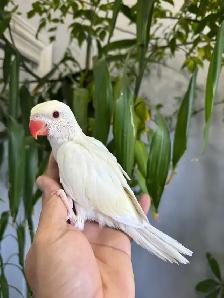 Indiana ringneck babies parrot (Albino/White) - Photo 6