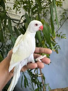 Indiana ringneck babies parrot (Albino/White) - Photo 8