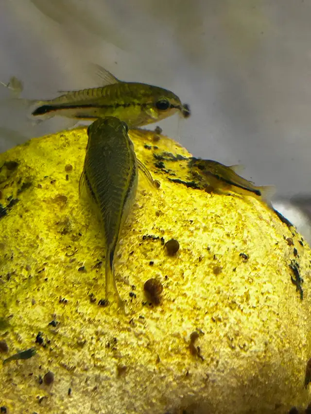 Pygmy corydoras