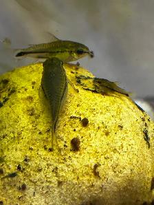 Pygmy corydoras