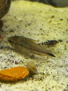 Pygmy corydoras - Photo 2