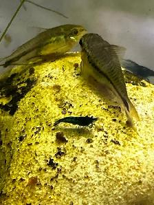 Pygmy corydoras - Photo 3
