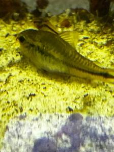 Pygmy corydoras - Photo 4