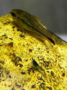 Pygmy corydoras - Photo 5